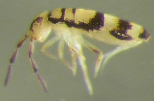  ( - Nordcoll-353)  @11 [ ] CreativeCommons - Attribution Non-Commercial Share-Alike (2015) Arne Fjellberg Arne Fjellberg Entomological Research