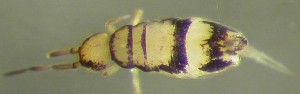  ( - Nordcoll-354)  @11 [ ] CreativeCommons - Attribution Non-Commercial Share-Alike (2015) Arne Fjellberg Arne Fjellberg Entomological Research