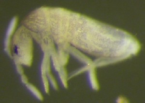  (Lepidocyrtus weidneri - Nordcoll-379)  @12 [ ] CreativeCommons - Attribution Non-Commercial Share-Alike (2015) Arne Fjellberg Arne Fjellberg Entomological Research