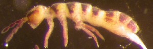  ( - Nordcoll-477)  @12 [ ] CreativeCommons - Attribution Non-Commercial Share-Alike (2015) Arne Fjellberg Arne Fjellberg Entomological Research