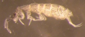  ( - Nordcoll-480)  @11 [ ] CreativeCommons - Attribution Non-Commercial Share-Alike (2015) Arne Fjellberg Arne Fjellberg Entomological Research