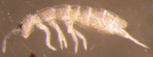  ( - Nordcoll-481)  @11 [ ] CreativeCommons - Attribution Non-Commercial Share-Alike (2015) Arne Fjellberg Arne Fjellberg Entomological Research