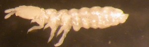  ( - Nordcoll-492)  @11 [ ] CreativeCommons - Attribution Non-Commercial Share-Alike (2015) Arne Fjellberg Arne Fjellberg Entomological Research