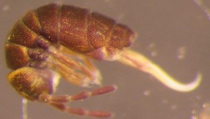  ( - Nordcoll-526)  @12 [ ] CreativeCommons - Attribution Non-Commercial Share-Alike (2015) Arne Fjellberg Arne Fjellberg Entomological Research
