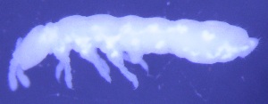  (Protaphorura fimata - Norcoll-068)  @12 [ ] CreativeCommons - Attribution Share-Alike (2014) Arne Fjellberg Arne Fjellberg Entomological Research
