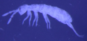  (Parisotoma agrelli - Norcoll-077)  @13 [ ] CreativeCommons - Attribution Share-Alike (2014) Arne Fjellberg Arne Fjellberg Entomological Research