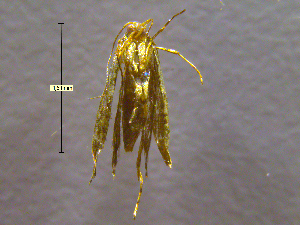  ( - NORIN_90-2_2013)  @13 [ ] CreativeCommons - Attribution Non-Commercial Share-Alike (2013) Unspecified Bioforsk