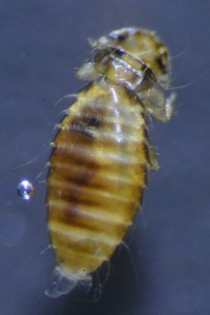  ( - NHMO-DAR-16548)  @11 [ ] by (2021) Unspecified University of Oslo, Natural History Museum