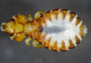  (Saemundssonia fraterculae - NHMO-DAR-16821)  @11 [ ] by (2022) Unspecified University of Oslo, Natural History Museum
