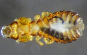  (Saemundssonia merguli - NHMO-DAR-16841)  @11 [ ] by (2022) Unspecified University of Oslo, Natural History Museum