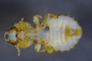  (Saemundssonia clayae - NHMO-DAR-16886)  @11 [ ] by (2022) Unspecified University of Oslo, Natural History Museum