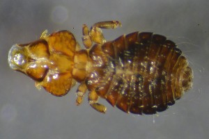  (Saemundssonia limosae - NHMO-DAR-16900)  @11 [ ] by (2022) Unspecified University of Oslo, Natural History Museum