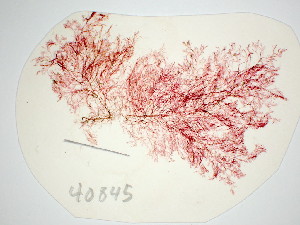  (Seirospora interrupta - GWS040845)  @11 [ ] Unspecified (default): All Rights Reserved  Unspecified Unspecified