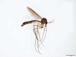  (Exechiopsis patula - TSZD-JKJ-101386)  @14 [ ] CreativeCommons - Attribution Non-Commercial Share-Alike (2015) Unspecified Tromso University Museum