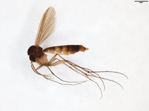  (Rymosia pinnata - TSZD-JKJ-101673)  @14 [ ] CreativeCommons - Attribution Non-Commercial Share-Alike (2016) Unspecified Tromso University Museum