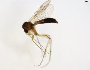  (Anatella ciliata - TSZD-JKJ-102806)  @13 [ ] CreativeCommons - Attribution Non-Commercial Share-Alike (2017) Unspecified Tromsø University Museum