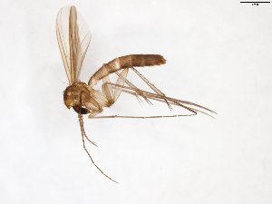  ( - TSZD-JKJ-102983)  @11 [ ] CreativeCommons - Attribution Non-Commercial Share-Alike (2017) Unspecified Tromsø University Museum
