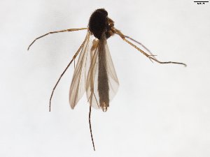  ( - TSZD-JKJ-103052)  @11 [ ] CreativeCommons - Attribution Non-Commercial Share-Alike (2017) Unspecified Tromsø University Museum