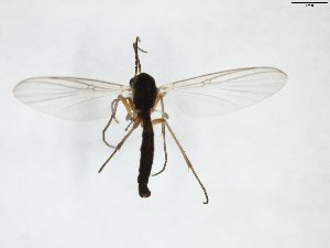  ( - TSZD-JKJ-103252)  @11 [ ] CreativeCommons - Attribution Non-Commercial Share-Alike (2017) Unspecified Tromsø University Museum