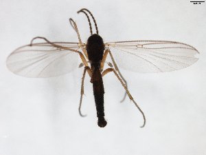  ( - TSZD-JKJ-103253)  @11 [ ] CreativeCommons - Attribution Non-Commercial Share-Alike (2017) Unspecified Tromsø University Museum