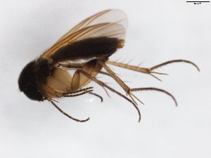  (Sceptonia fumipes_JKJ-02 - TSZD-JKJ-103264)  @12 [ ] CreativeCommons - Attribution Non-Commercial Share-Alike (2017) Unspecified Tromsø University Museum
