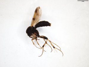  ( - TSZD-JKJ-103326)  @11 [ ] CreativeCommons - Attribution Non-Commercial Share-Alike (2017) Unspecified Tromsø University Museum