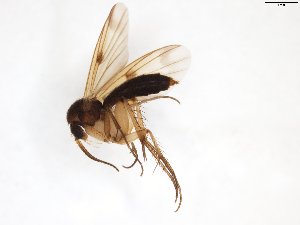  ( - TSZD-JKJ-103336)  @13 [ ] CreativeCommons - Attribution Non-Commercial Share-Alike (2017) Unspecified Tromsø University Museum