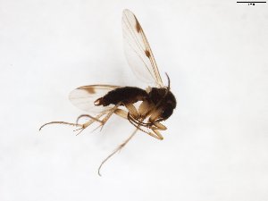  ( - TSZD-JKJ-103338)  @12 [ ] CreativeCommons - Attribution Non-Commercial Share-Alike (2017) Unspecified Tromsø University Museum
