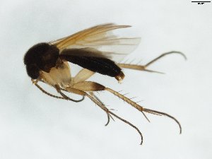  (Sceptonia fumipes_JKJ-04 - TSZD-JKJ-103394)  @11 [ ] CreativeCommons - Attribution Non-Commercial Share-Alike (2017) Unspecified Tromsø University Museum