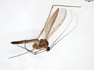  ( - TSZD-JKJ-103401)  @11 [ ] CreativeCommons - Attribution Non-Commercial Share-Alike (2017) Unspecified Tromsø University Museum