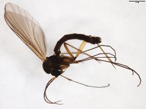  ( - TSZD-JKJ-103416)  @11 [ ] CreativeCommons - Attribution Non-Commercial Share-Alike (2017) Unspecified Tromsø University Museum