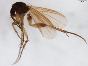  (Sceptonia flavipuncta - TSZD-JKJ-103481)  @11 [ ] CreativeCommons - Attribution Non-Commercial Share-Alike (2017) Unspecified Tromsø University Museum