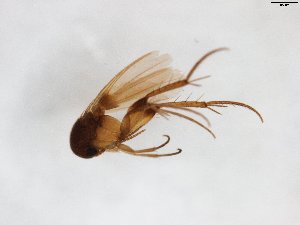  (Sceptonia cryptocauda - TSZD-JKJ-103507)  @11 [ ] CreativeCommons - Attribution Non-Commercial Share-Alike (2017) Unspecified Tromsø University Museum