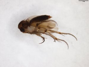  ( - TSZD-JKJ-103598)  @11 [ ] CreativeCommons - Attribution Non-Commercial Share-Alike (2017) Unspecified Tromsø University Museum