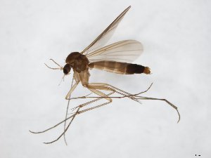  (Rymosia spinipes - TSZD-JKJ-104377)  @11 [ ] CreativeCommons - Attribution Non-Commercial Share-Alike (2018) Unspecified Tromsø University Museum