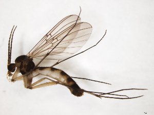  ( - TSZD-JKJ-104394)  @11 [ ] CreativeCommons - Attribution Non-Commercial Share-Alike (2018) Unspecified Tromsø University Museum
