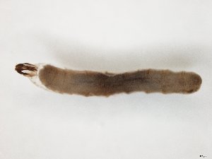  ( - TSZD-JKJ-104499)  @12 [ ] CreativeCommons - Attribution Non-Commercial Share-Alike (2018) Unspecified Tromsø University Museum