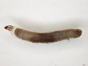  ( - TSZD-JKJ-104499)  @12 [ ] CreativeCommons - Attribution Non-Commercial Share-Alike (2018) Unspecified Tromsø University Museum