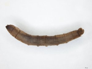  ( - TSZD-JKJ-104501)  @12 [ ] CreativeCommons - Attribution Non-Commercial Share-Alike (2018) Unspecified Tromsø University Museum