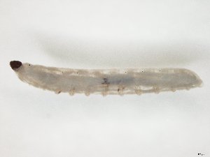  ( - TSZD-JKJ-104504)  @12 [ ] CreativeCommons - Attribution Non-Commercial Share-Alike (2018) Unspecified Tromsø University Museum