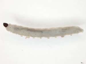  ( - TSZD-JKJ-104506)  @12 [ ] CreativeCommons - Attribution Non-Commercial Share-Alike (2018) Unspecified Tromsø University Museum