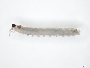  ( - TSZD-JKJ-104507)  @12 [ ] CreativeCommons - Attribution Non-Commercial Share-Alike (2018) Unspecified Tromsø University Museum