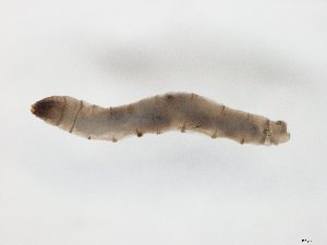  ( - TSZD-JKJ-104508)  @12 [ ] CreativeCommons - Attribution Non-Commercial Share-Alike (2018) Unspecified Tromsø University Museum