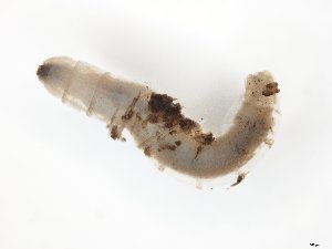  ( - TSZD-JKJ-104511)  @12 [ ] CreativeCommons - Attribution Non-Commercial Share-Alike (2018) Unspecified Tromsø University Museum