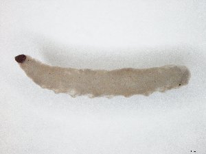  ( - TSZD-JKJ-104574)  @11 [ ] CreativeCommons - Attribution Non-Commercial Share-Alike (2018) Unspecified Tromsø University Museum