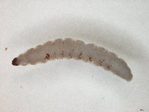  ( - TSZD-JKJ-104581)  @12 [ ] CreativeCommons - Attribution Non-Commercial Share-Alike (2018) Unspecified Tromsø University Museum
