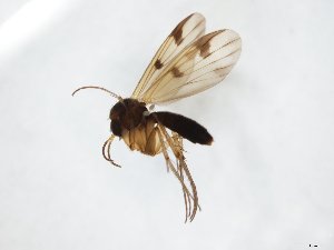 ( - TSZD-JKJ-104696)  @11 [ ] CreativeCommons - Attribution Non-Commercial Share-Alike (2018) Unspecified Tromsø University Museum