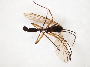 ( - TSZD-JKJ-104701)  @11 [ ] CreativeCommons - Attribution Non-Commercial Share-Alike (2018) Unspecified Tromsø University Museum
