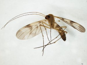  ( - TSZD-JKJ-104726)  @13 [ ] CreativeCommons - Attribution Non-Commercial Share-Alike (2018) Unspecified Tromsø University Museum