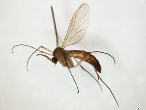  ( - TSZD-JKJ-104734)  @11 [ ] CreativeCommons - Attribution Non-Commercial Share-Alike (2018) Unspecified Tromsø University Museum